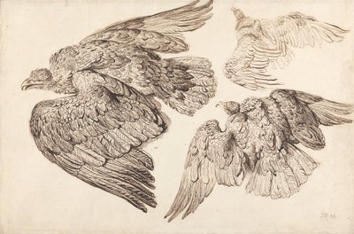 Eagles by James Ward